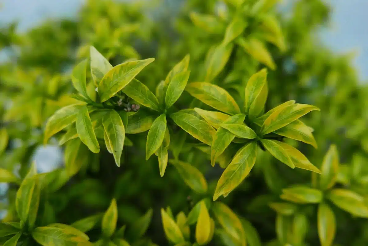 Les solutions naturelles pour soigner efficacement les problèmes de peau